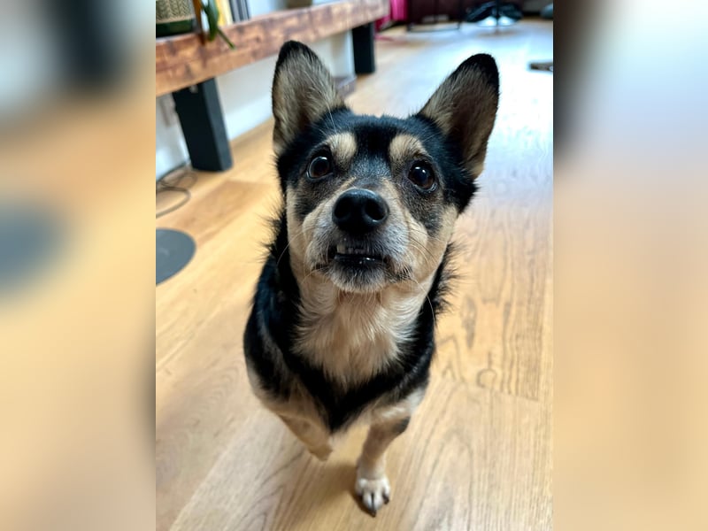 LOTTI - menschenbezogene Hündin sucht liebevolle Zuneigung