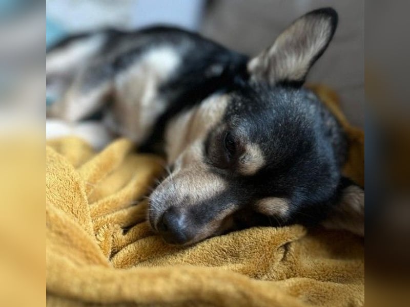 Lotti - menschenbezogene Hündin sucht liebevolle Zuneigung