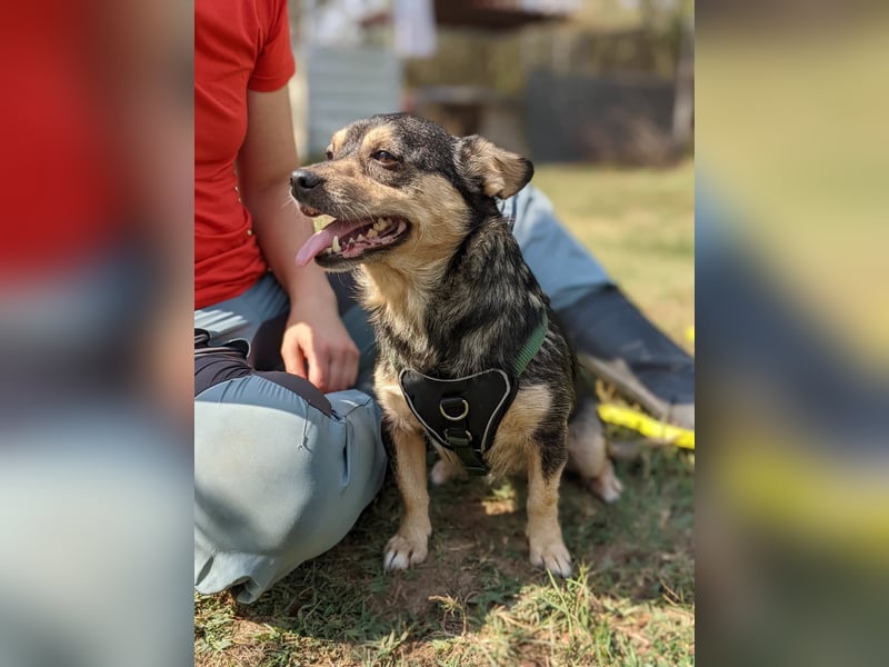 Lotti - menschenbezogene Hündin sucht liebevolle Zuneigung