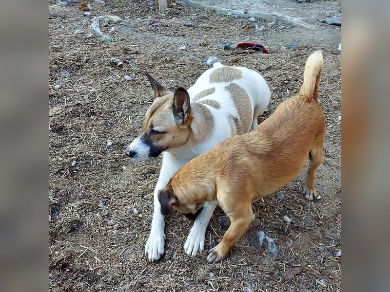 Vlada sanfte Schönheit