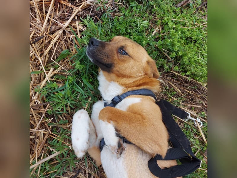 Jungspund Dylan sucht sein Glück - wer zeigt ihm die Welt