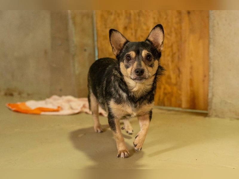Lotti - menschenbezogene Hündin sucht liebevolle Zuneigung