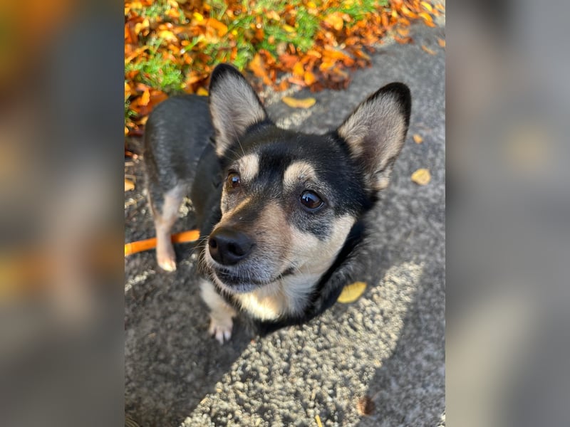 LOTTI - menschenbezogene Hündin sucht liebevolle Zuneigung