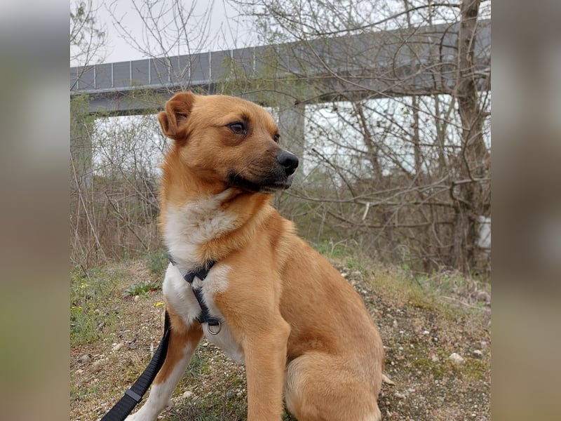 Jungspund Dylan sucht sein Glück - wer zeigt ihm die Welt