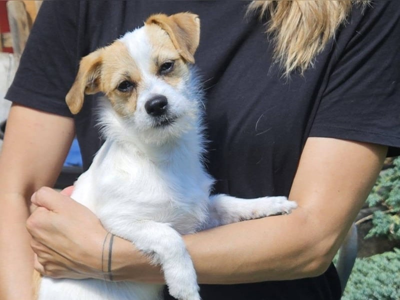 Oria – kleines Hundemädchen sucht ihre Herzensmenschen