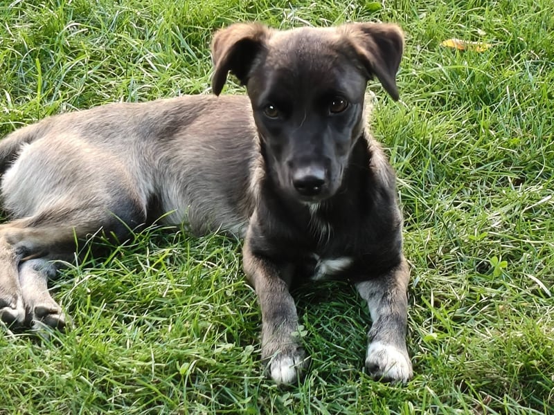 Kleo-zartes Erdmännchen auf der Suche nach einem ruhigen Zuhause