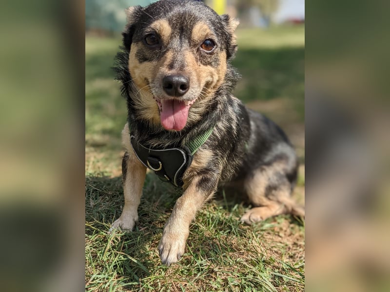 LOTTI - menschenbezogene Hündin sucht liebevolle Zuneigung