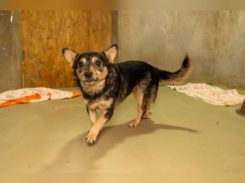 Lotti - menschenbezogene Hündin sucht liebevolle Zuneigung