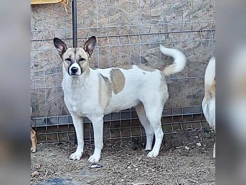 Vlada sanfte Schönheit