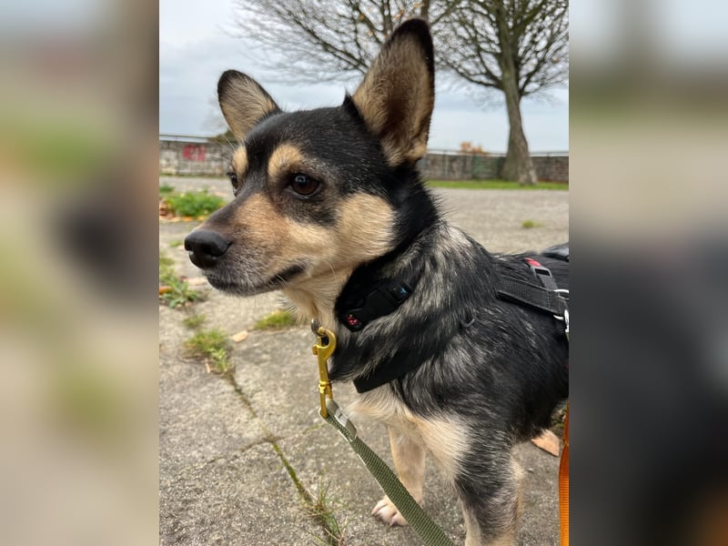 LOTTI - menschenbezogene Hündin sucht liebevolle Zuneigung