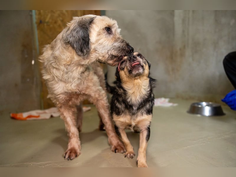 LOTTI - menschenbezogene Hündin sucht liebevolle Zuneigung