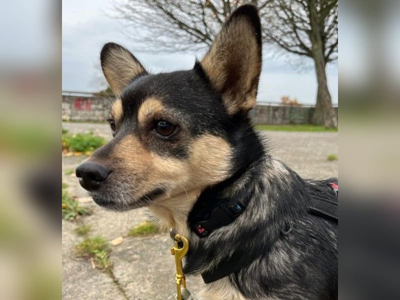 Lotti - menschenbezogene Hündin sucht liebevolle Zuneigung