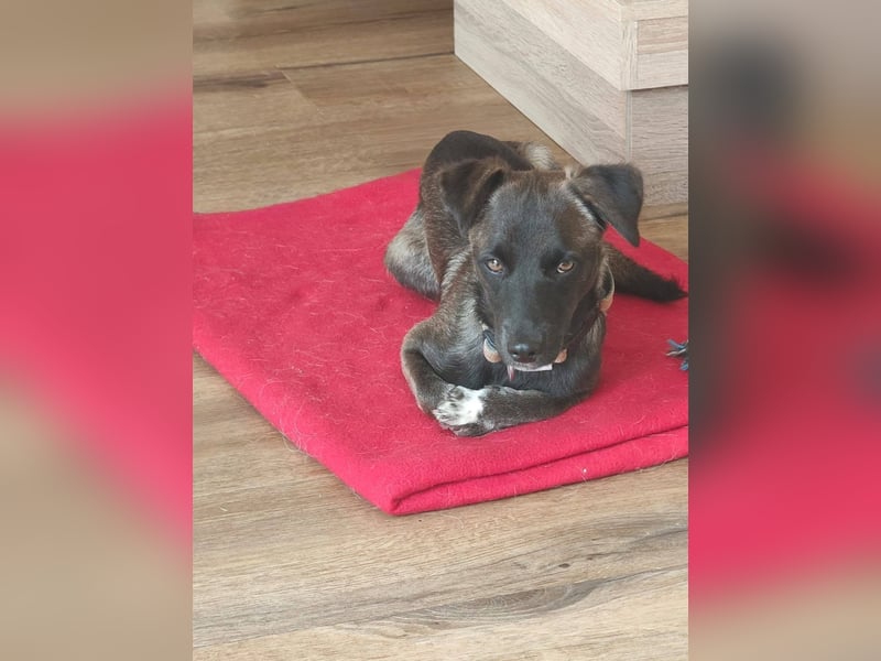 Kleo-zartes Erdmännchen auf der Suche nach einem ruhigen Zuhause