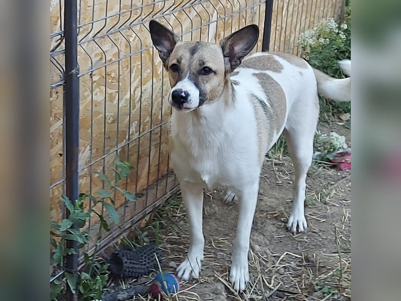 Vlada sanfte Schönheit