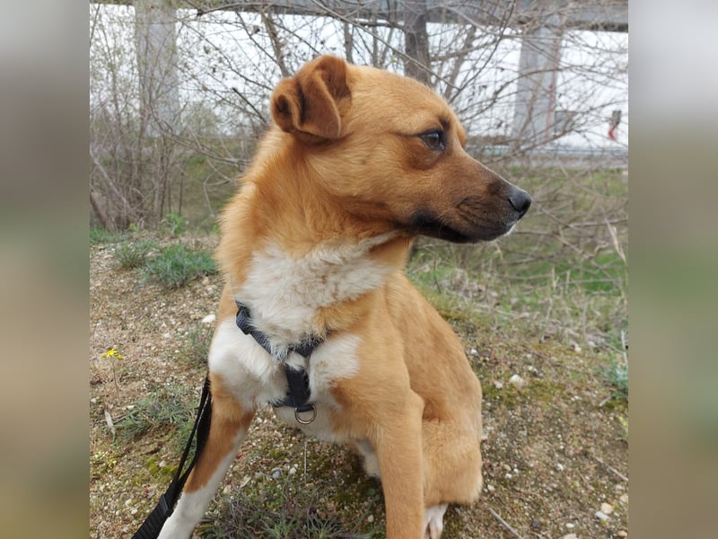 Jungspund Dylan sucht sein Glück - wer zeigt ihm die Welt