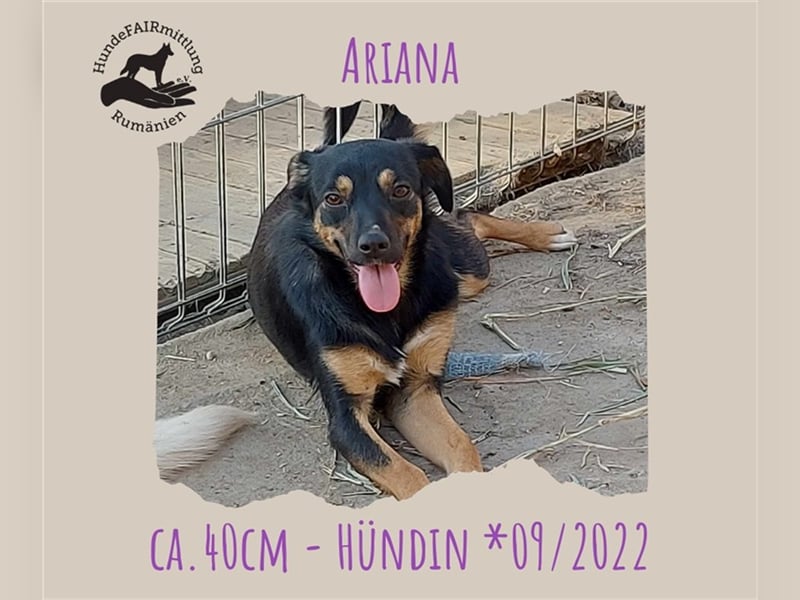 Ariana - kleine, sehr soziale und damit perfekte Anfängerhündin