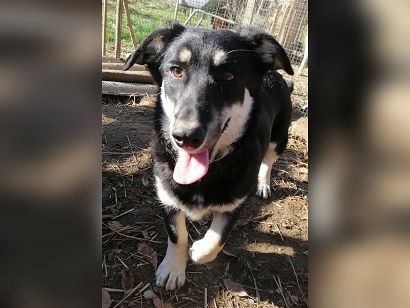 Daiana - sehr liebe Hündin, ca. 35cm, *03/2021 sucht liebevolles Zuhause vor Wintereinbruch