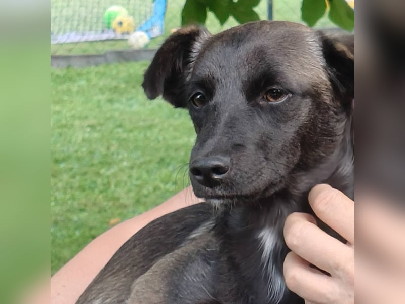 Kleo-zartes Erdmännchen auf der Suche nach einem ruhigen Zuhause