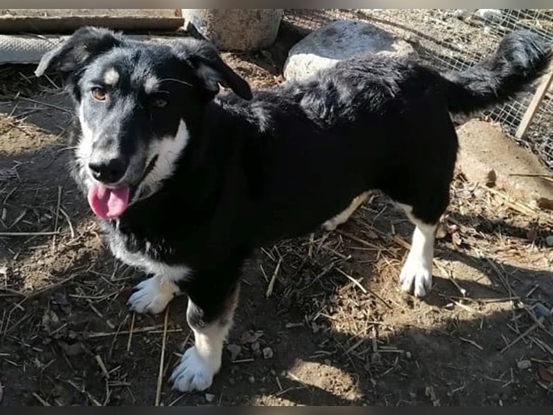 Daiana - sehr liebe Hündin, ca. 35cm, *03/2021 sucht liebevolles Zuhause vor Wintereinbruch