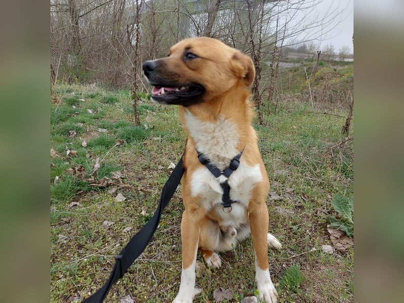 Jungspund Dylan sucht sein Glück - wer zeigt ihm die Welt