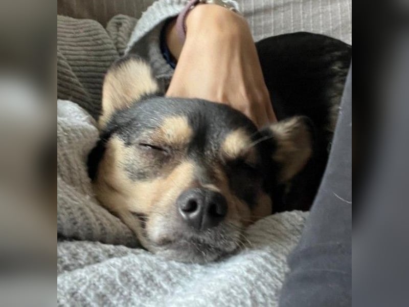 Lotti - menschenbezogene Hündin sucht liebevolle Zuneigung