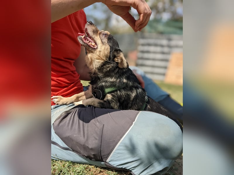 LOTTI - menschenbezogene Hündin sucht liebevolle Zuneigung