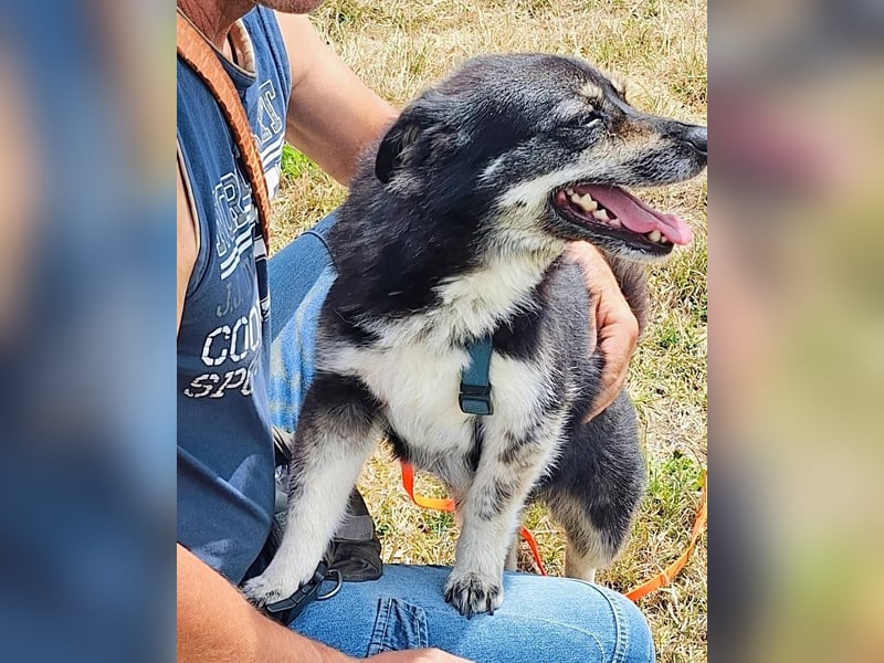 Kuschelmaus Felicia sucht ihre Familie