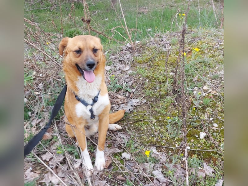 Jungspund Dylan sucht sein Glück - wer zeigt ihm die Welt