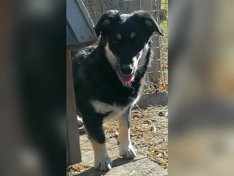 Daiana - sehr liebe Hündin, ca. 35cm, *03/2021 sucht liebevolles Zuhause vor Wintereinbruch