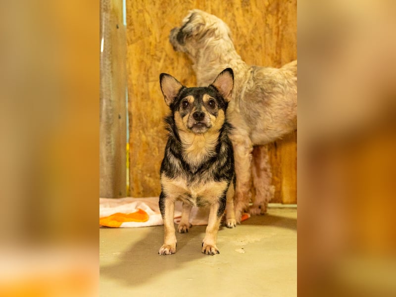 Lotti - menschenbezogene Hündin sucht liebevolle Zuneigung