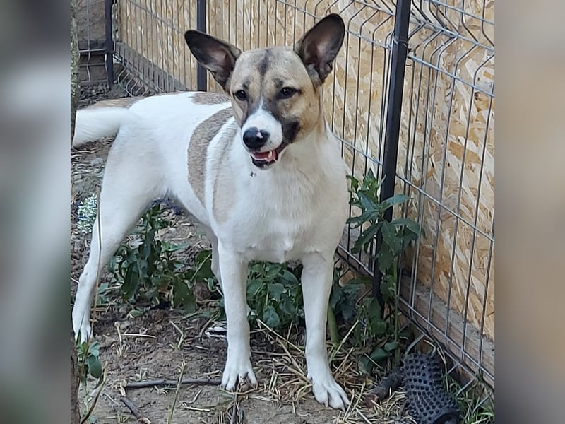 Vlada sanfte Schönheit