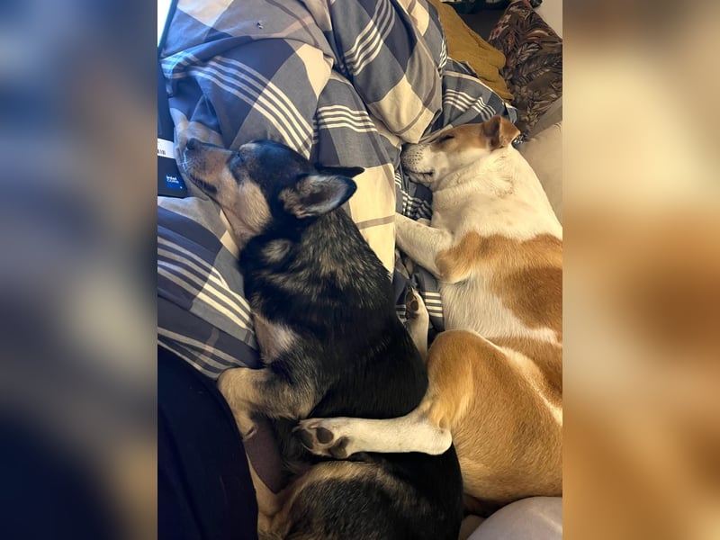 LOTTI - menschenbezogene Hündin sucht liebevolle Zuneigung