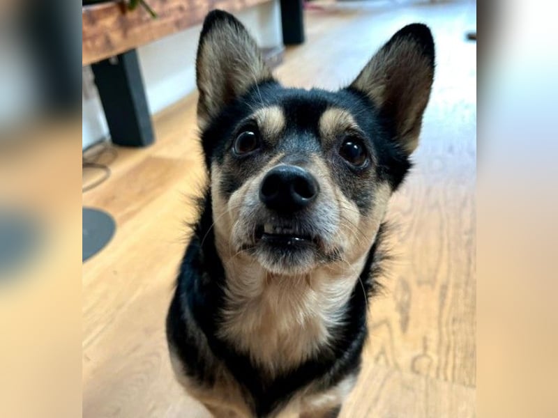 LOTTI - menschenbezogene Hündin sucht liebevolle Zuneigung