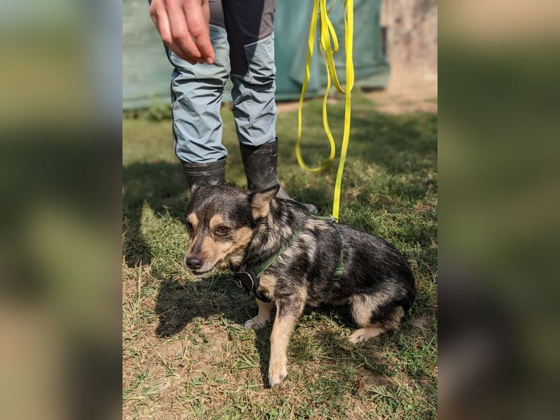 LOTTI - menschenbezogene Hündin sucht liebevolle Zuneigung