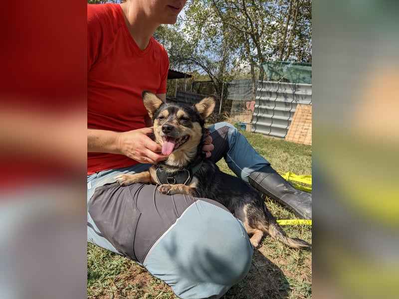 Lotti - menschenbezogene Hündin sucht liebevolle Zuneigung
