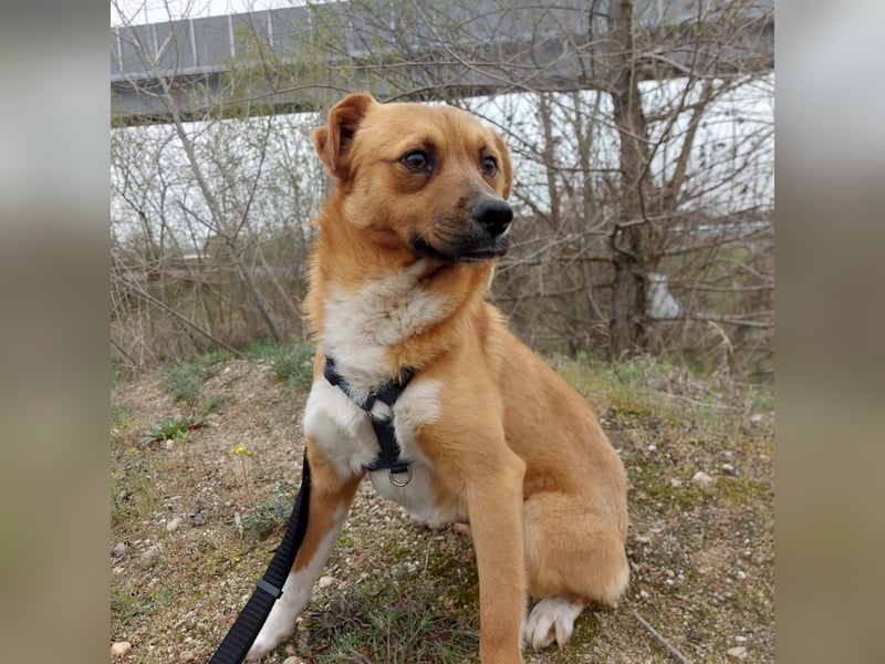 Jungspund Dylan sucht sein Glück - wer zeigt ihm die Welt