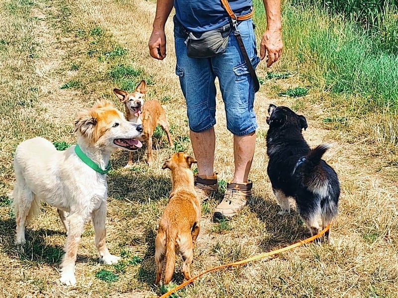 Kuschelmaus Felicia sucht ihre Familie