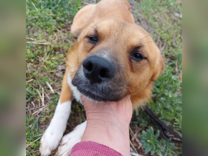 Jungspund Dylan sucht sein Glück - wer zeigt ihm die Welt