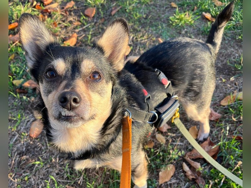 Lotti - menschenbezogene Hündin sucht liebevolle Zuneigung