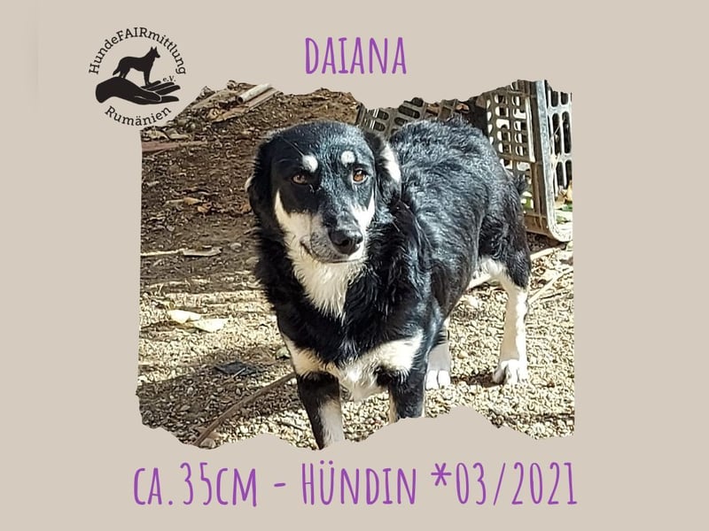 Daiana- kleiner Sonnenschein mit riesengrossem Herz