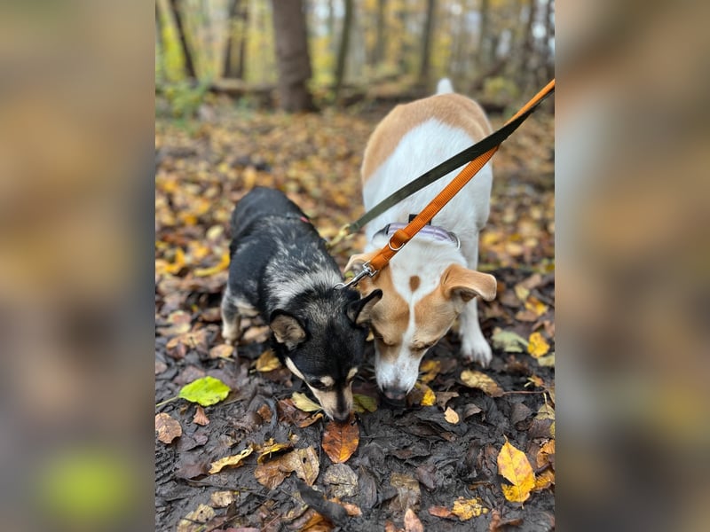 LOTTI - menschenbezogene Hündin sucht liebevolle Zuneigung