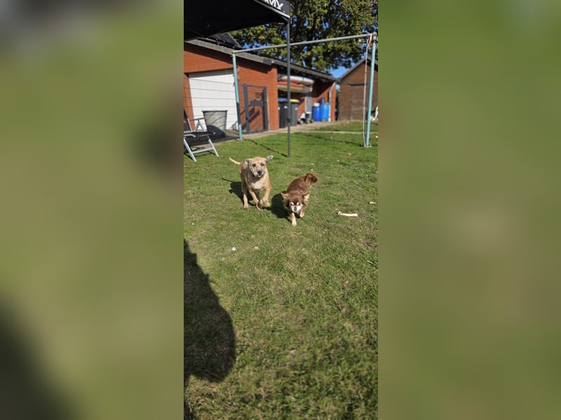 Kinderliebe kastrierte Hündin