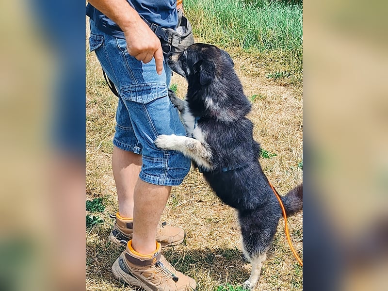 Kuschelmaus Felicia sucht ihre Familie