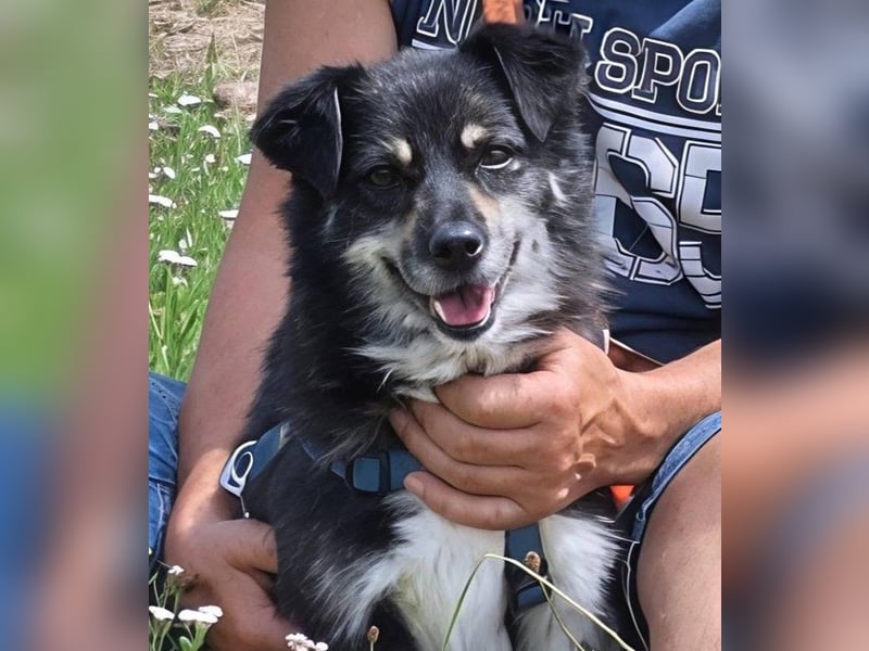 Kuschelmaus Felicia sucht ihre Familie