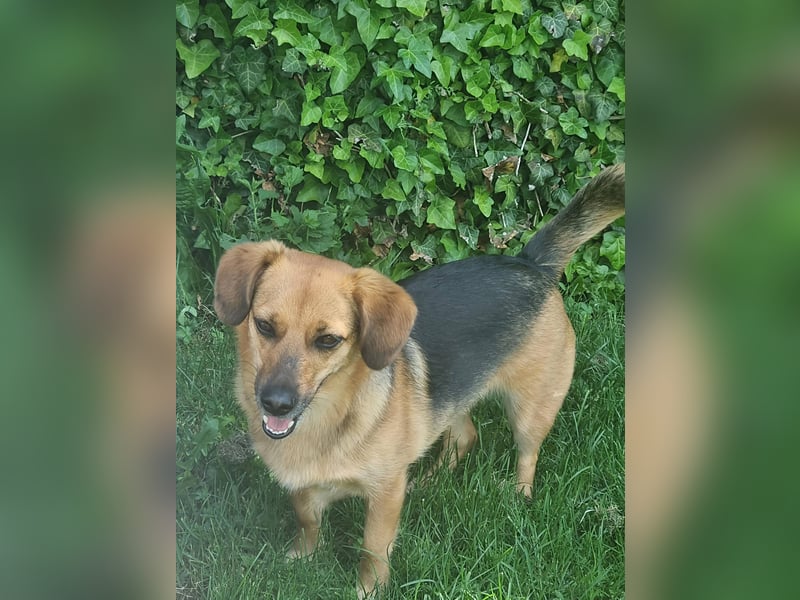 Schmusemaus Tabby sucht ein sicheres Zuhause