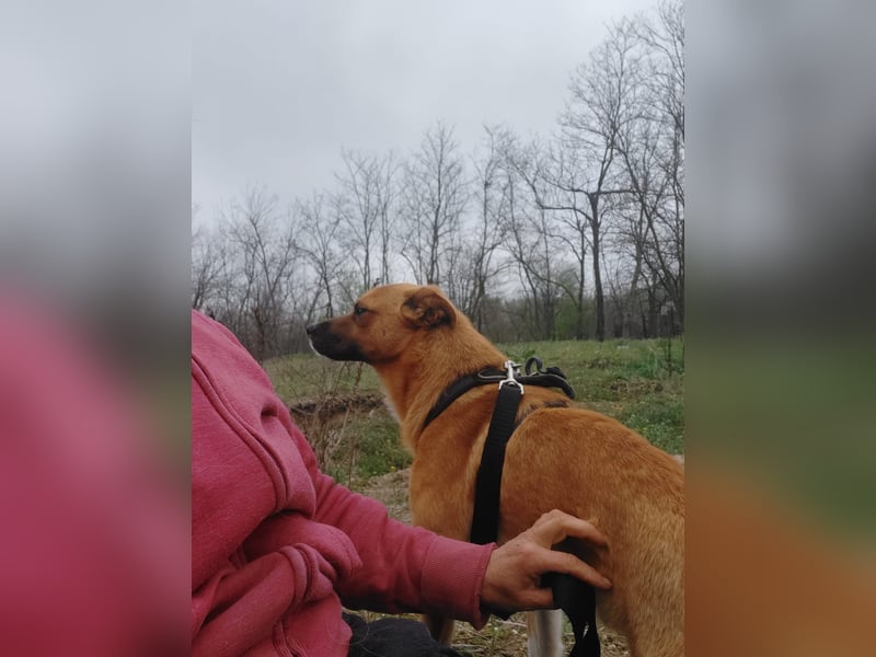 Jungspund Dylan sucht sein Glück - wer zeigt ihm die Welt