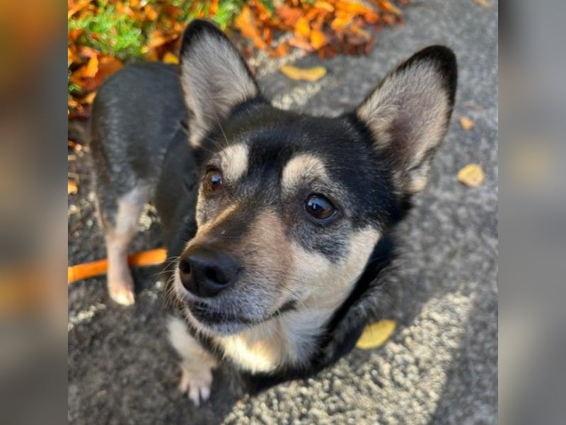 LOTTI - menschenbezogene Hündin sucht liebevolle Zuneigung
