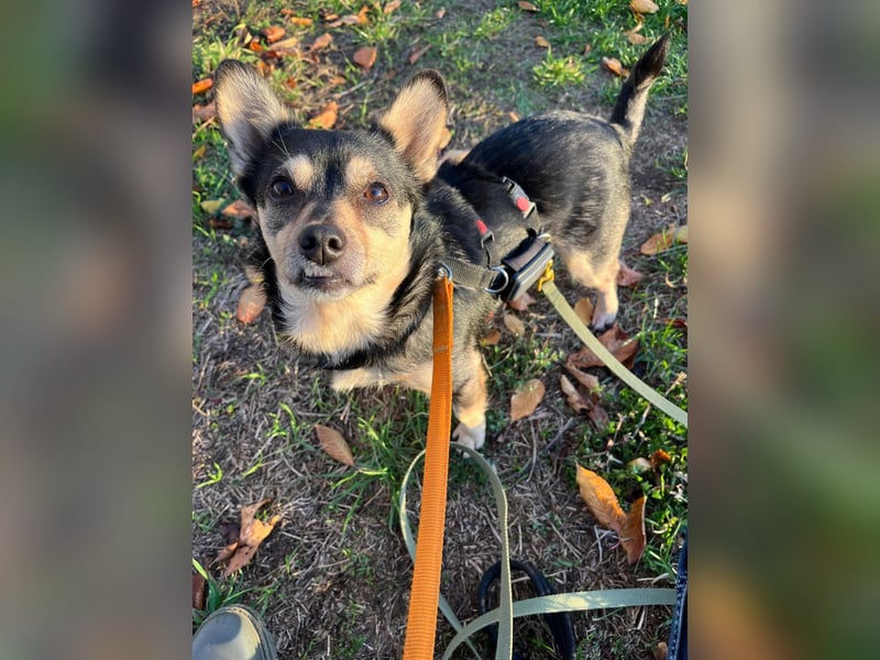 Lotti - menschenbezogene Hündin sucht liebevolle Zuneigung