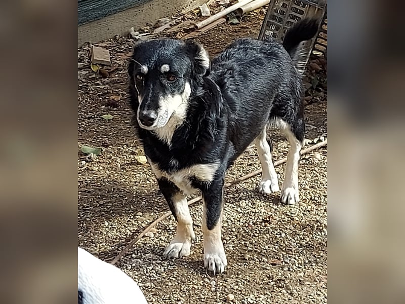 Daiana - Hündin, ca. 35 cm, *03/2021