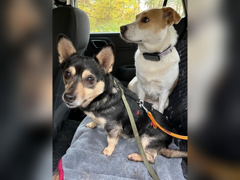 LOTTI - menschenbezogene Hündin sucht liebevolle Zuneigung